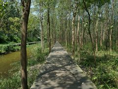 -合肥滨湖国家森林公园