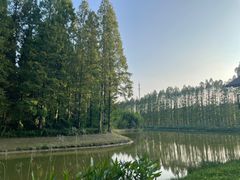 -黄海国家森林公园