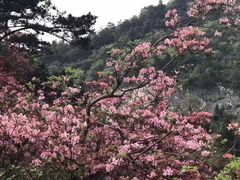 -木兰云雾山