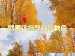 -金塔沙漠胡杨林景区