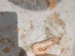 -皇家5号海鲜烤肉火锅自助餐(聊城总店)