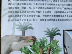 -深圳仙湖植物园