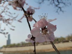 -桃花堤公园