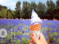 -富田农场