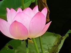 -荔湾湖公园