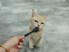 -楼上猫咖(罗湖店)