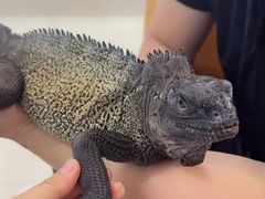 -北京观赏动物医院·24小时大型综合·猫专科·异宠专科