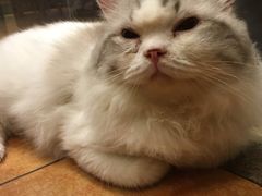 -more than meow吴止猫主题餐厅(承德 中船汇店)