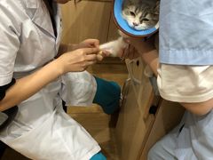 -瑞派名望24h动物医院异宠专科·猫专科·骨科·重症监护分院