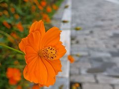 -清西陵