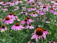 -昆山城市生态森林公园