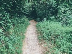 -火炉山森林公园