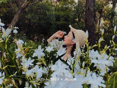 -铁山坪森林公园