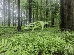 -黄海国家森林公园