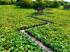 -绍兴镜湖国家城市湿地公园