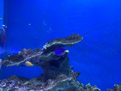 -海合安武汉极地海洋公园