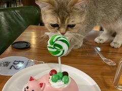 -猫小院猫主题餐厅(三里屯店)