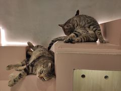-猫儿山۰猫主题餐厅