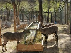 -青藏高原野生动物园