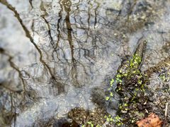 -白水寺森林公园