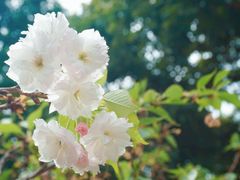 -天适樱花悠乐园