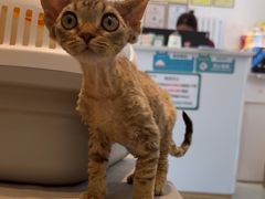 -瑞派·关忠动物医院·猫专科·犬专科(三环新城店)
