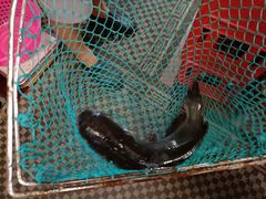 -古城苗家土菜馆(河景餐厅店)