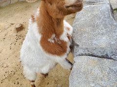 -青岛森林野生动物世界