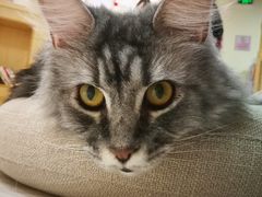 -猫和宫(六道口店)