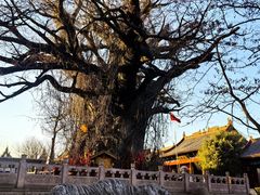 -大槐树寻根祭祖园