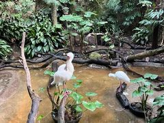 -圣地亚哥动物园