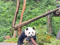 -成都动物园