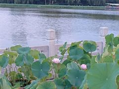 -莲花池公园