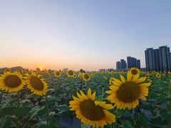 -光明小镇欢乐田园