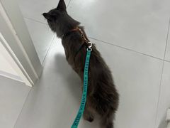 -喜多萌中农锦绣动物医院24H·猫科·牙科MRI·CT