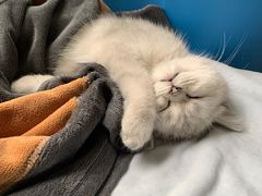 -lincat·猫舍(广州店)