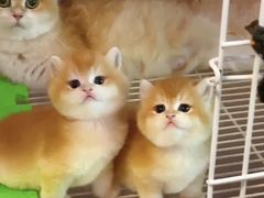 -猫十亿·布偶金渐层·曼基康矮脚猫舍(青年路店)