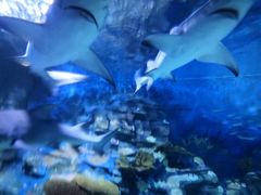 -烟台海昌鲸鲨海洋公园