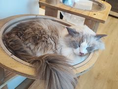 -有喵·猫咖·狗咖·30几只猫10只小狗(岗厦店)