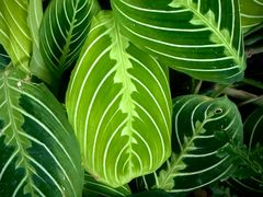 -北京植物园-展览温室