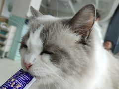 -怪兽屋·羊驼·猫咖·狗咖(俊华广场店)