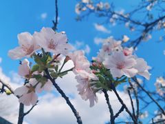 -天适樱花悠乐园