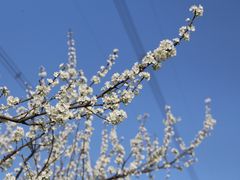 -长田漾湿地公园