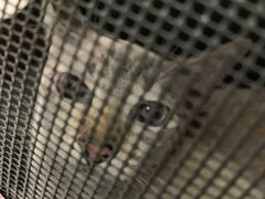 -创凡宠物医院·骨专科  猫科中心(西乡分院)