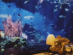 -迪拜帆船酒店海底餐厅