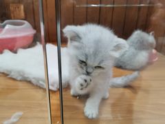-龟与熊猫宠物公园(南坪店)