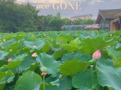 -三圣花乡旅游区