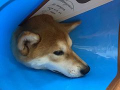 -瑞鹏宠物医院·骨科·猫科·内科(第一中心)