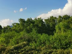 -大亚湾红树林城市湿地公园