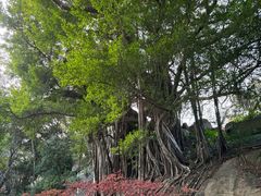 -乌山风景区